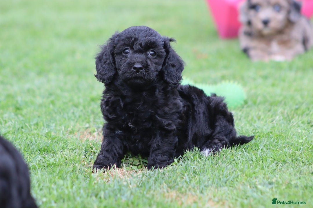 Cavapoochon dogs for sale: Beautiful Cavapoochon puppies for sale - Image 28