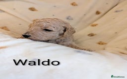 Standard Poodle dogs for sale: Standard poodles - Image 10