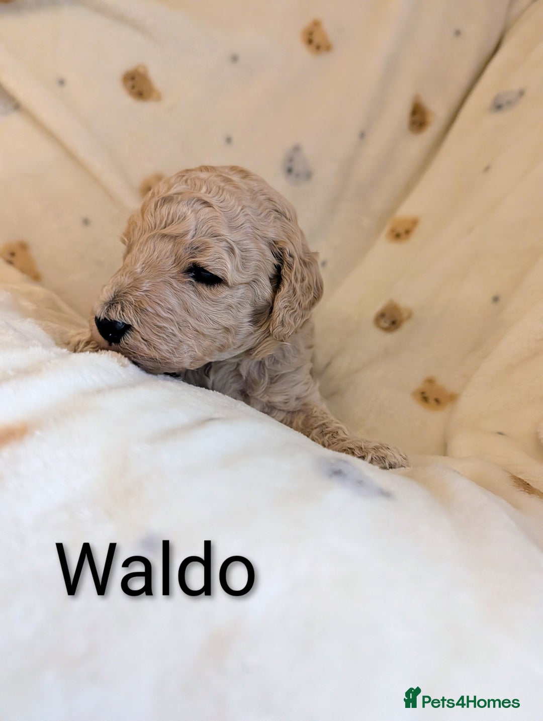 Standard Poodle dogs for sale: Standard poodles - Image 10