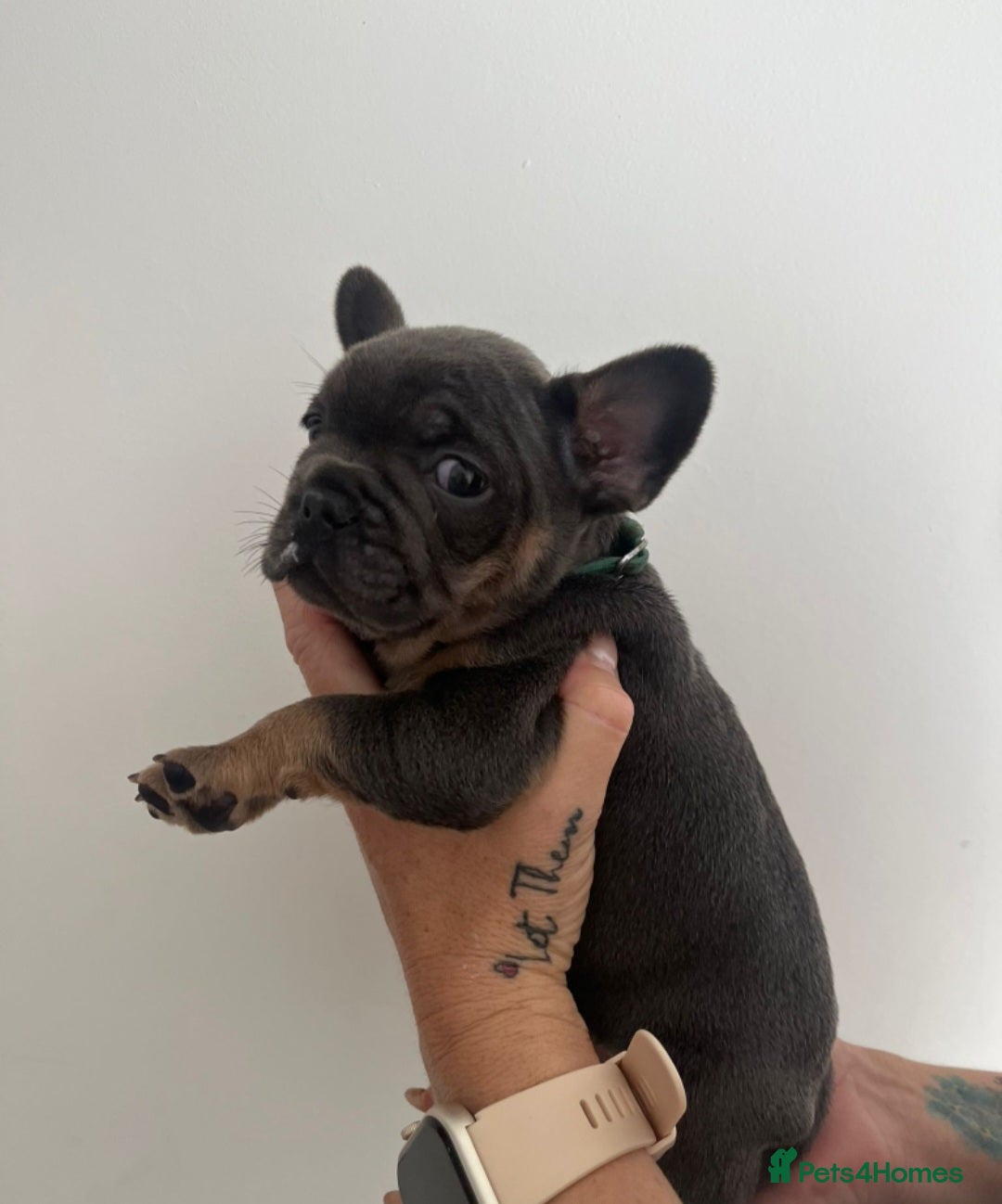 French Bulldog dogs for sale: Quality french bulldogs available to leave 🐾 - Image 22