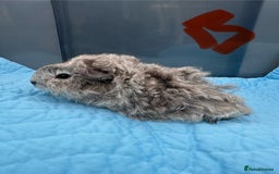 Guinea Pig rodents for sale: Baby guinea pigs  - Image 3