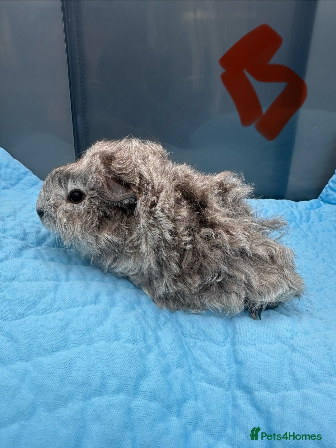 Guinea Pig rodents for sale: Baby guinea pigs  - Image 3