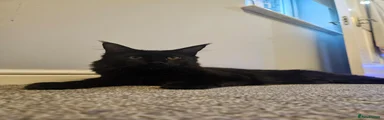 Maine Coon 1