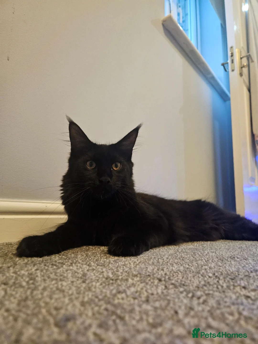 Maine Coon cats for sale: 8 months old active TICA registered female  - Advert 1