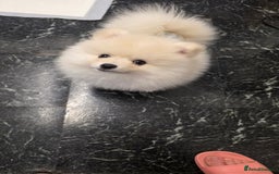 Pomeranian dogs for sale: Little Pomeranian puppy  - Advert 6