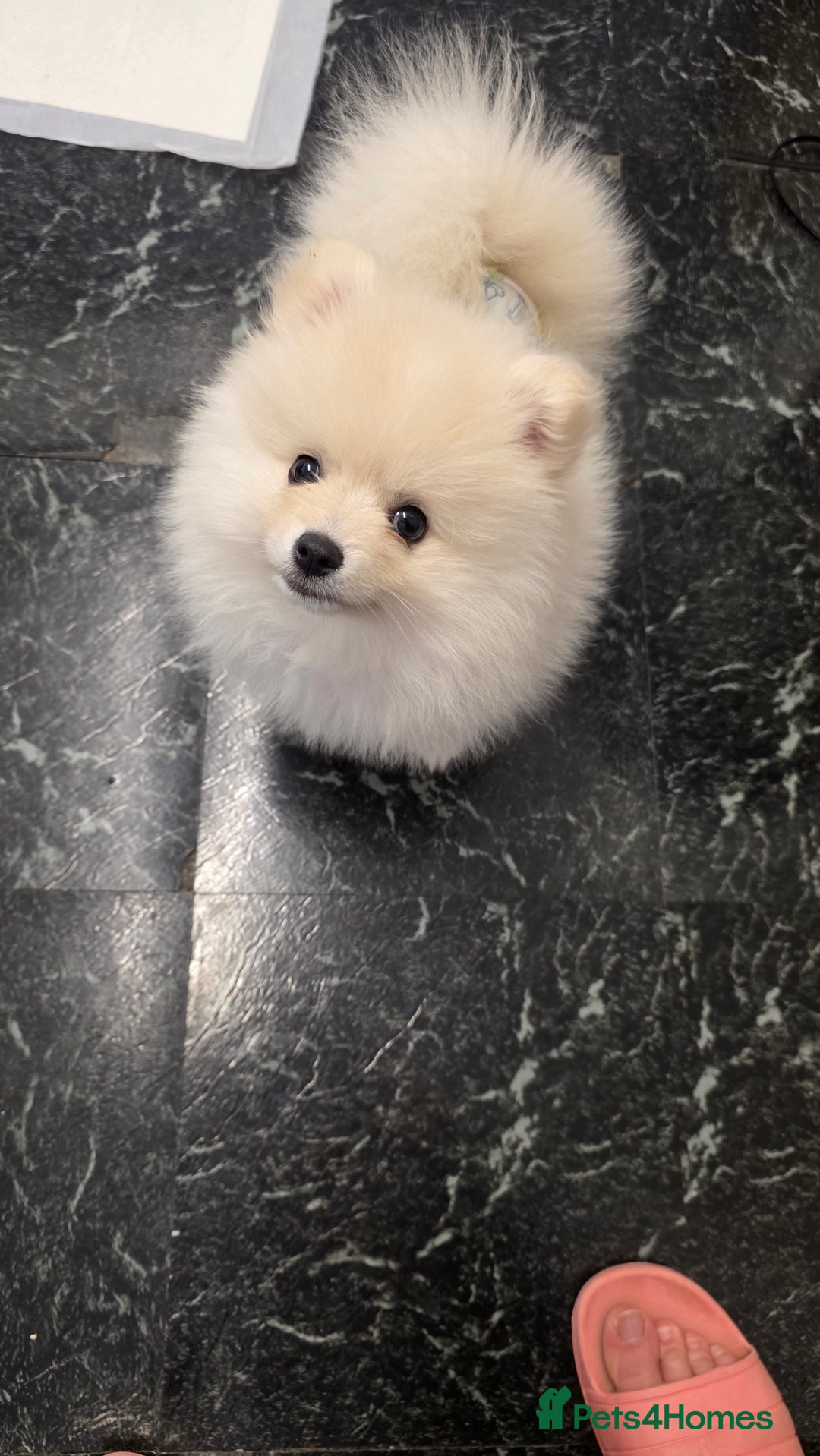 Pomeranian dogs for sale: Little Pomeranian puppy  - Advert 6