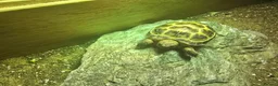 Tortoise reptiles for sale: 2 Tortoises & Full Enclosure Setup for Sale in Burntwood - Advert 3