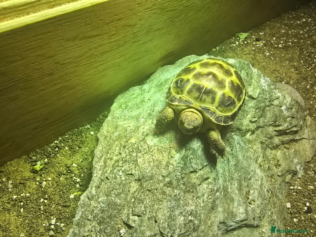 Tortoise reptiles for sale: 2 Tortoises & Full Enclosure Setup for Sale in Burntwood - Advert 3