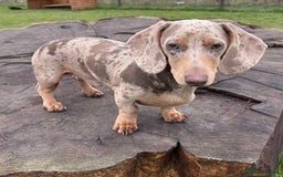 Miniature Dachshund dogs for stud: Isabella Dapple STUD carrying CREAM - Image 1