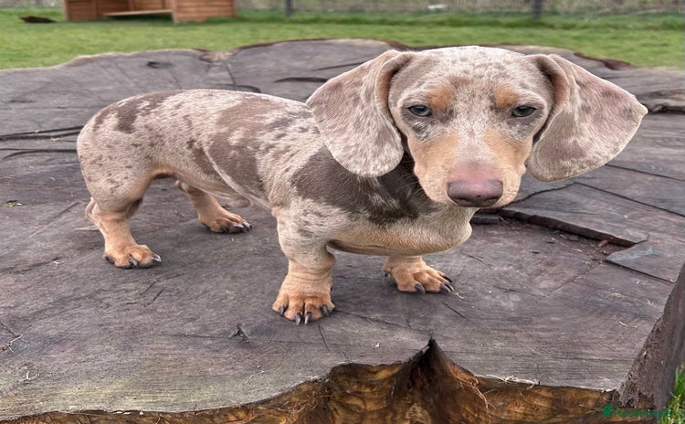 Miniature Dachshund dogs - Advert 11