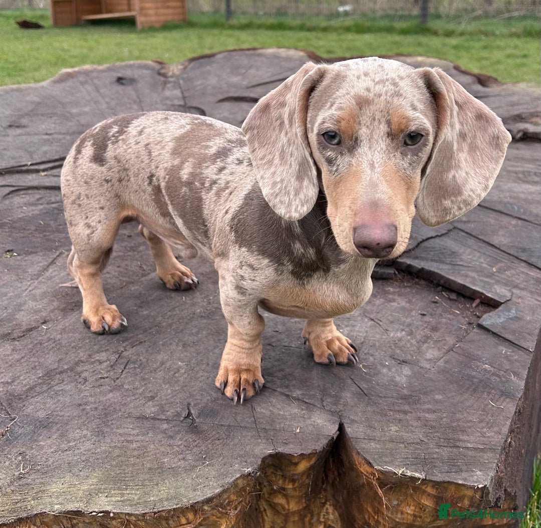Miniature Dachshund dogs for stud: Isabella Dapple STUD carrying CREAM - Image 1
