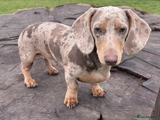 Miniature Dachshund dogs - Advert 18