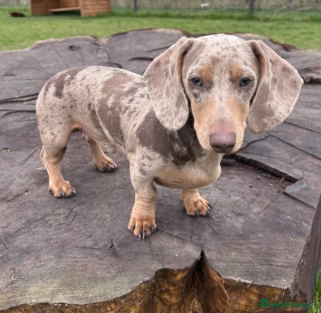 Miniature Dachshund dogs for stud: Isabella Dapple STUD carrying CREAM in Cambridge - Advert 1