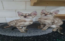 Bengal cats for sale: 🔥✨Pedigree TICA-Registered Bengals - Image 27