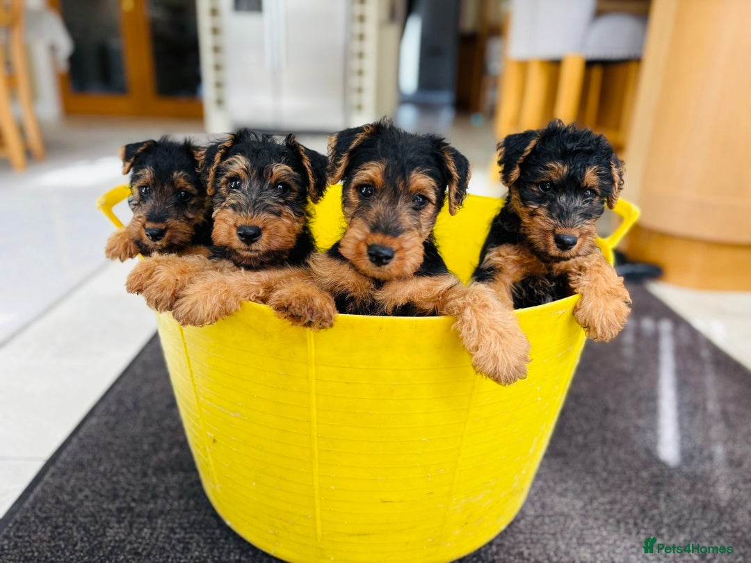 Welsh Terrier dogs for sale: Stunning KC Welsh Terriers - Image 8