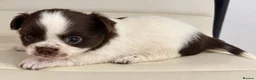 Chihuahua dogs for stud: KC reg-Health tested-PROVEN  - Advert 19