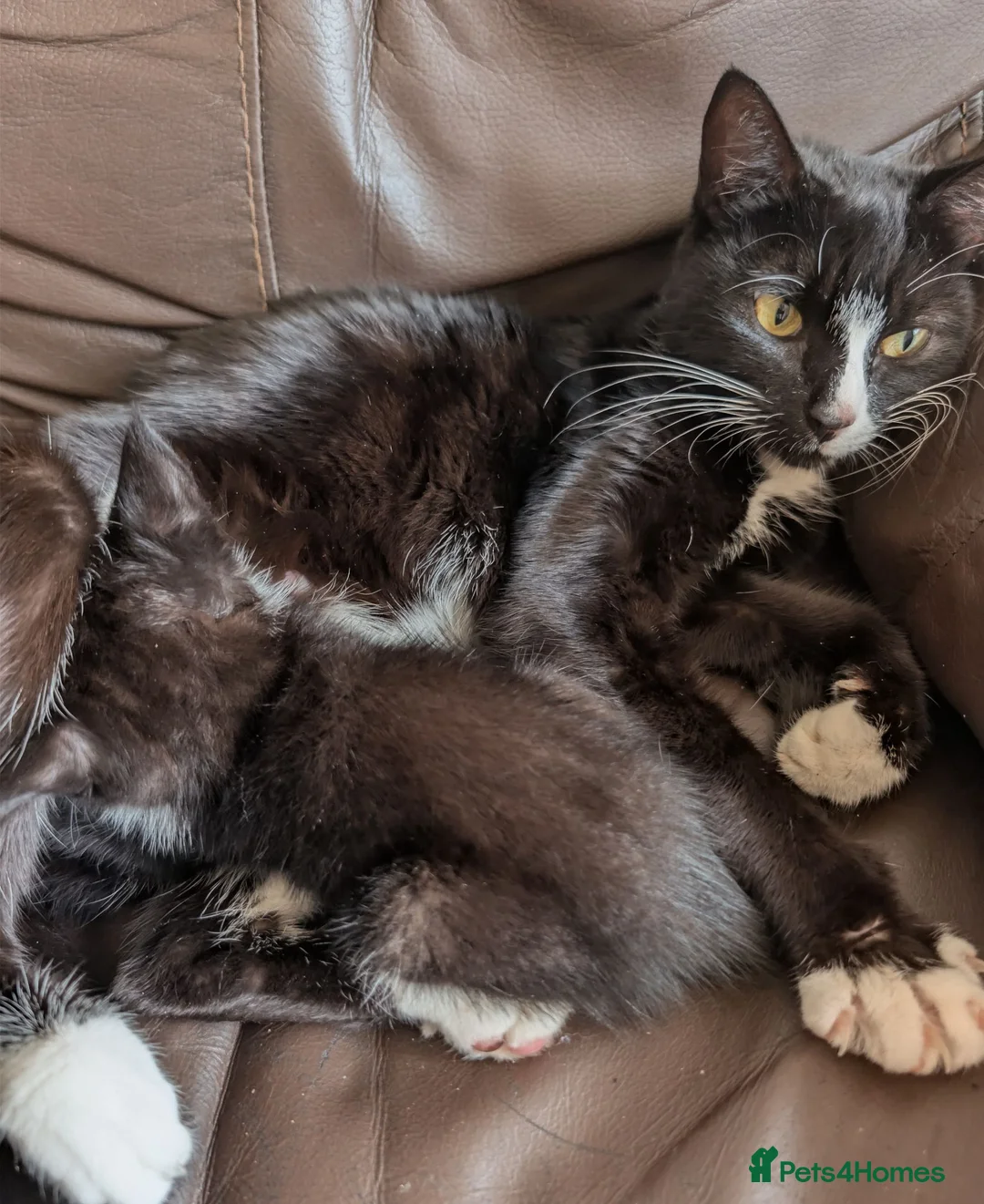 British Shorthair cats for sale: British Shorthair kittens for sale. - Advert 13