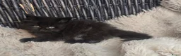 Maine Coon cats for sale: Adorable big Mainecoon babies  - Advert 10
