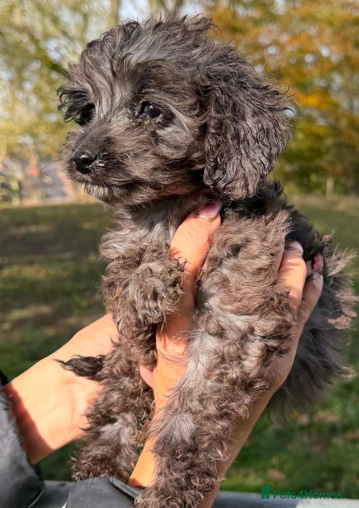 Cockapoo dogs Beautiful f1 merle cockerpoo  - Advert 1