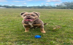 Mixed Breed dogs for sale: Old English x mammutt bulldogs for sale  - Image 1