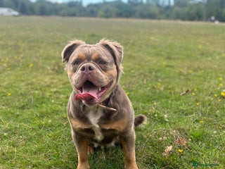 Mixed Breed dogs for sale - Advert 1