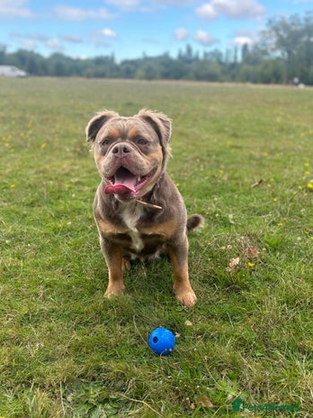 Mixed Breed dogs - Advert 1