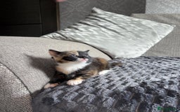 Domestic Shorthair cats for sale: Adorable Kittens for sale for good homes  - Image 9