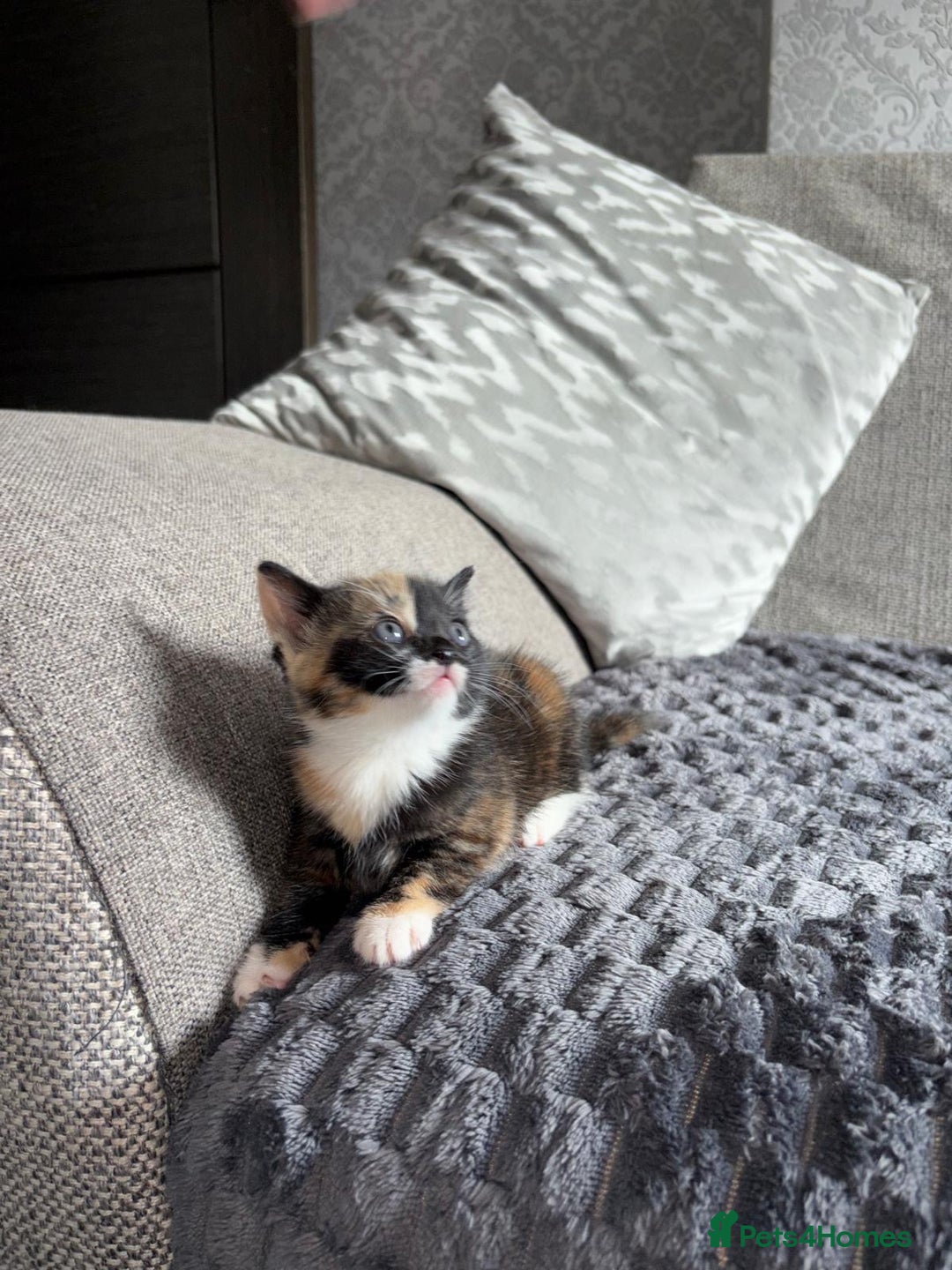 Domestic Shorthair cats for sale: Adorable Kittens for sale for good homes  - Image 9