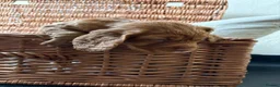 Cocker Spaniel dogs for sale: KC registered Cocker spaniels - Advert 14