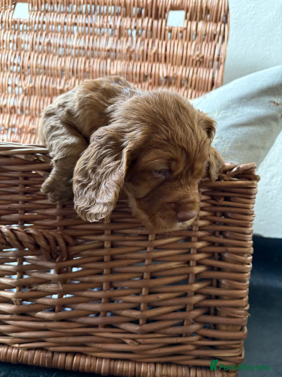 Cocker Spaniel dogs for sale: KC registered Cocker spaniels - Advert 14