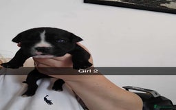 Mixed Breed dogs for sale: Beautiful mastiff cross pups - Image 9