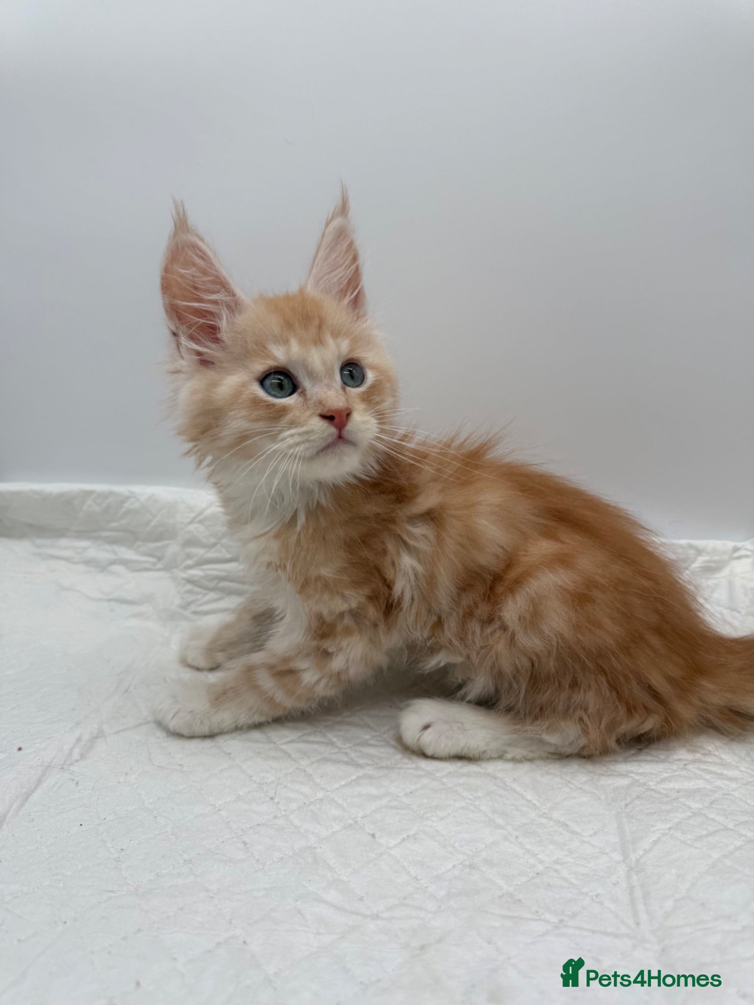 Maine Coon cats TICA Reg Maine Coon Kittens Red & Tortie Babies - Advert 2