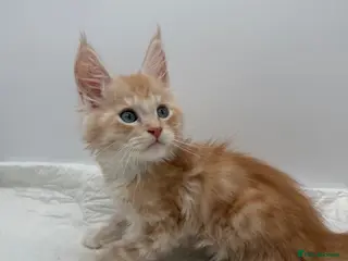 Maine Coon cats TICA Reg Maine Coon Kittens Red & Tortie Babies - Advert 3