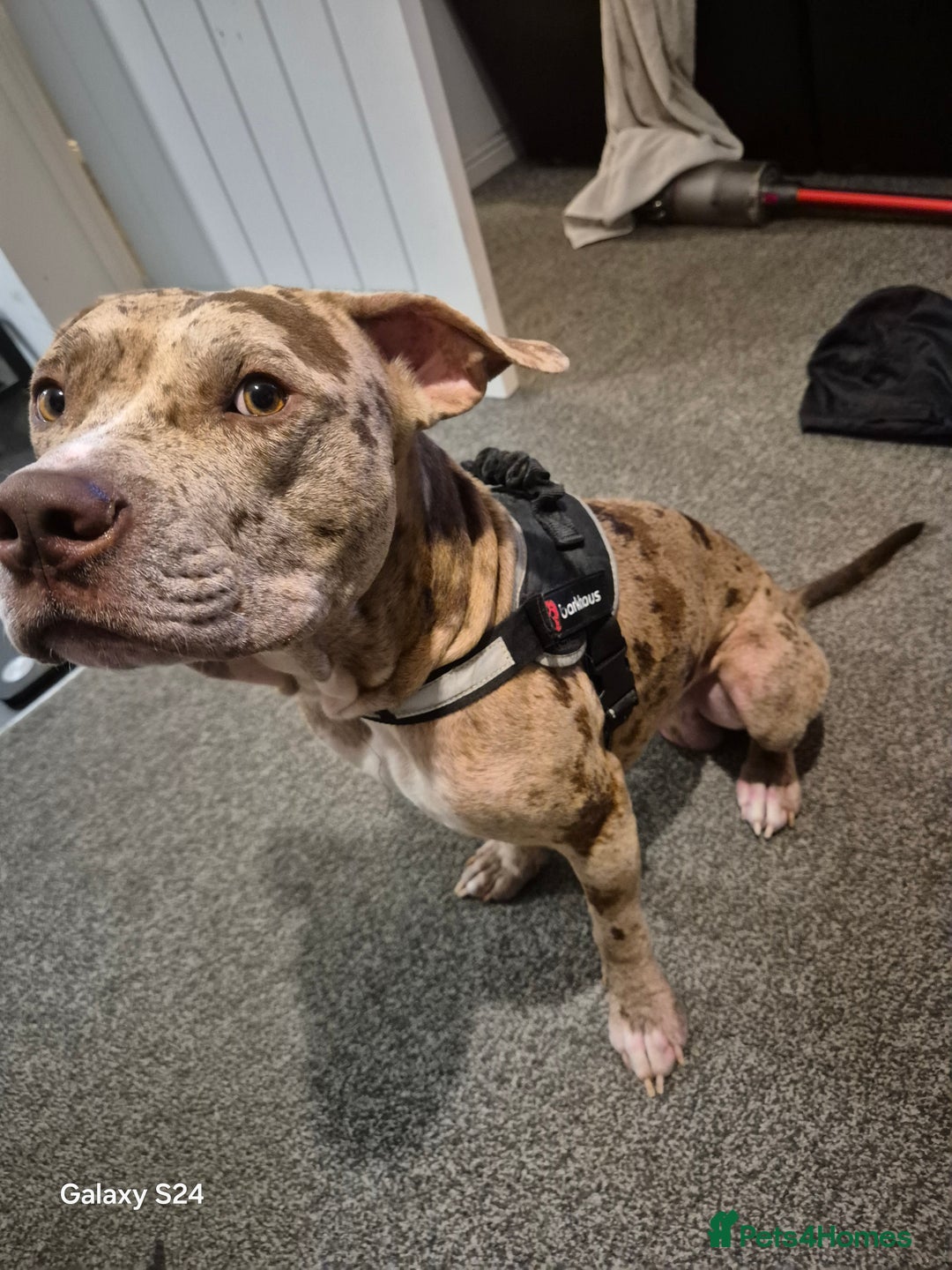 Mixed Breed dogs for sale: Young Brindle Crossbreed – Loving, Energetic Dog  - Image 2