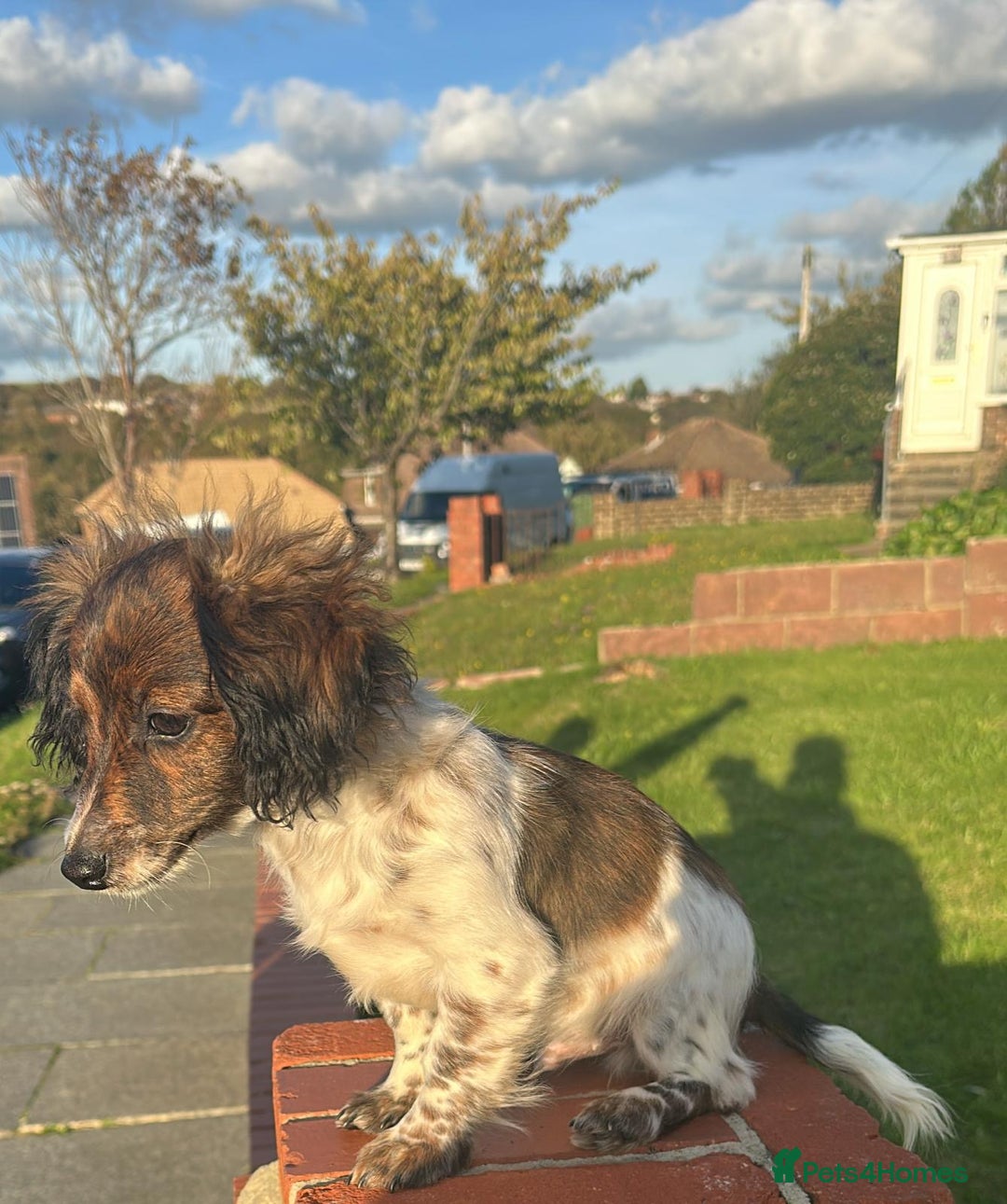 Mixed Breed dogs for sale: Cockerjack  - Image 1