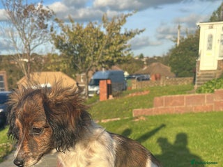 Mixed Breed dogs - Advert 29