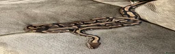 Python Snake reptiles for sale: Alora - dazzling, huge and very tame - Advert 6