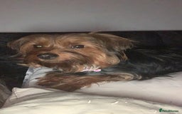 Yorkshire Terrier dogs for sale: Yorkshire Terrier Puppies  - Image 7