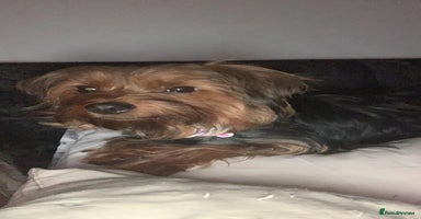 Yorkshire Terrier dogs - Advert 12