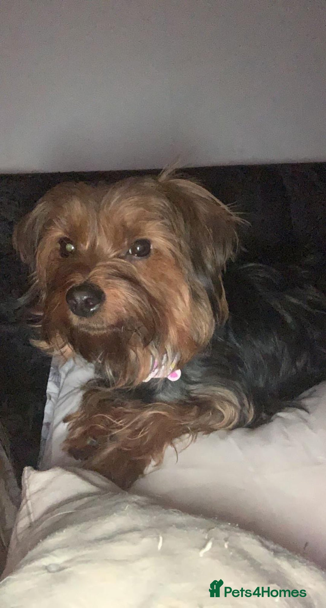 Yorkshire Terrier dogs for sale: Yorkshire Terrier Puppies  - Image 7
