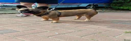 French Bulldog dogs for sale: Fluffy French Bulldog - Advert 1