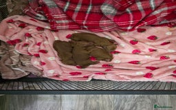Toy Poodle dogs for sale: Our Beautiful Red little Girls for sale - Image 2