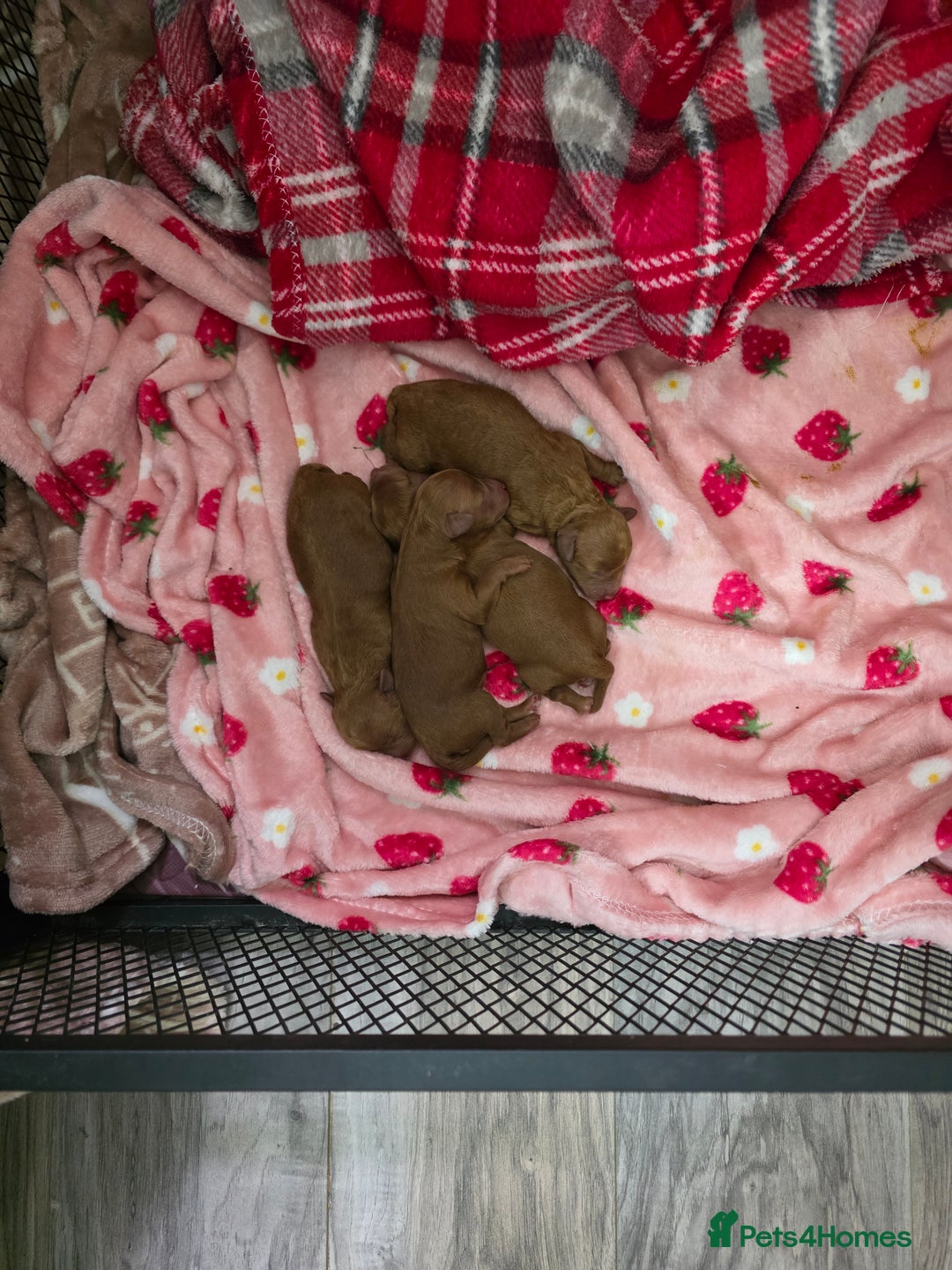 Toy Poodle dogs for sale: Our Beautiful Red little Girls for sale - Image 2