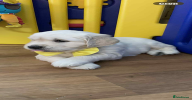 Golden Retriever dogs - Advert 1