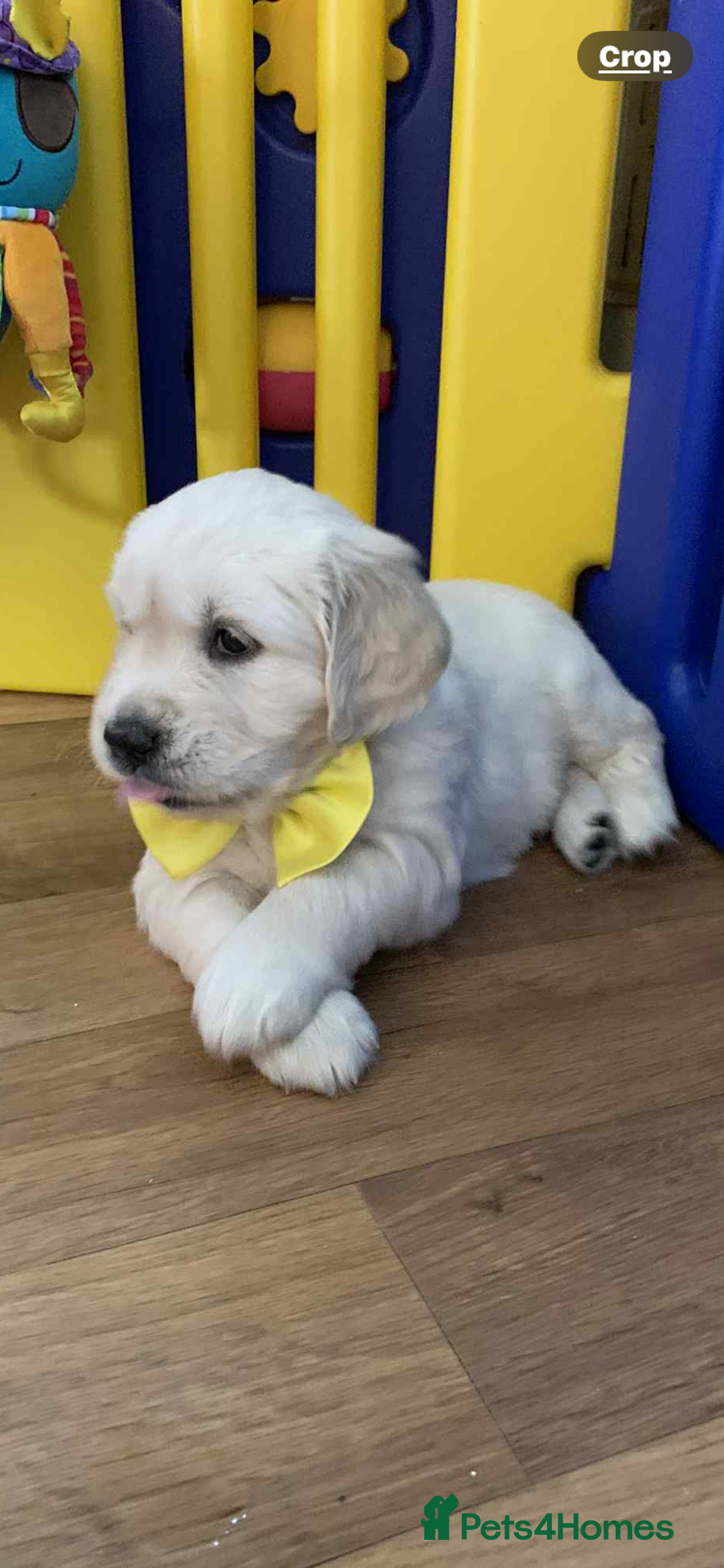 Golden Retriever dogs for sale: Gorgeous KC reg Golden Retriever Puppies - Image 2
