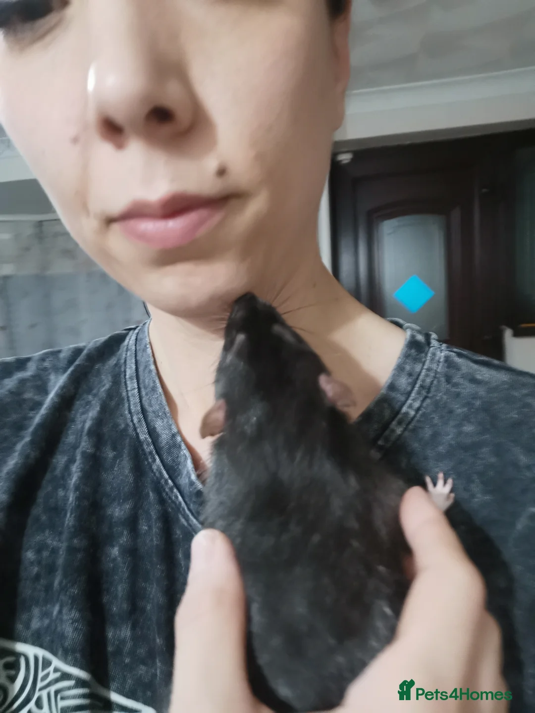 Rat rodents for sale: Free rats male with cage and accessories  - Advert 3