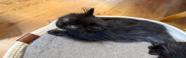 Black - green collar