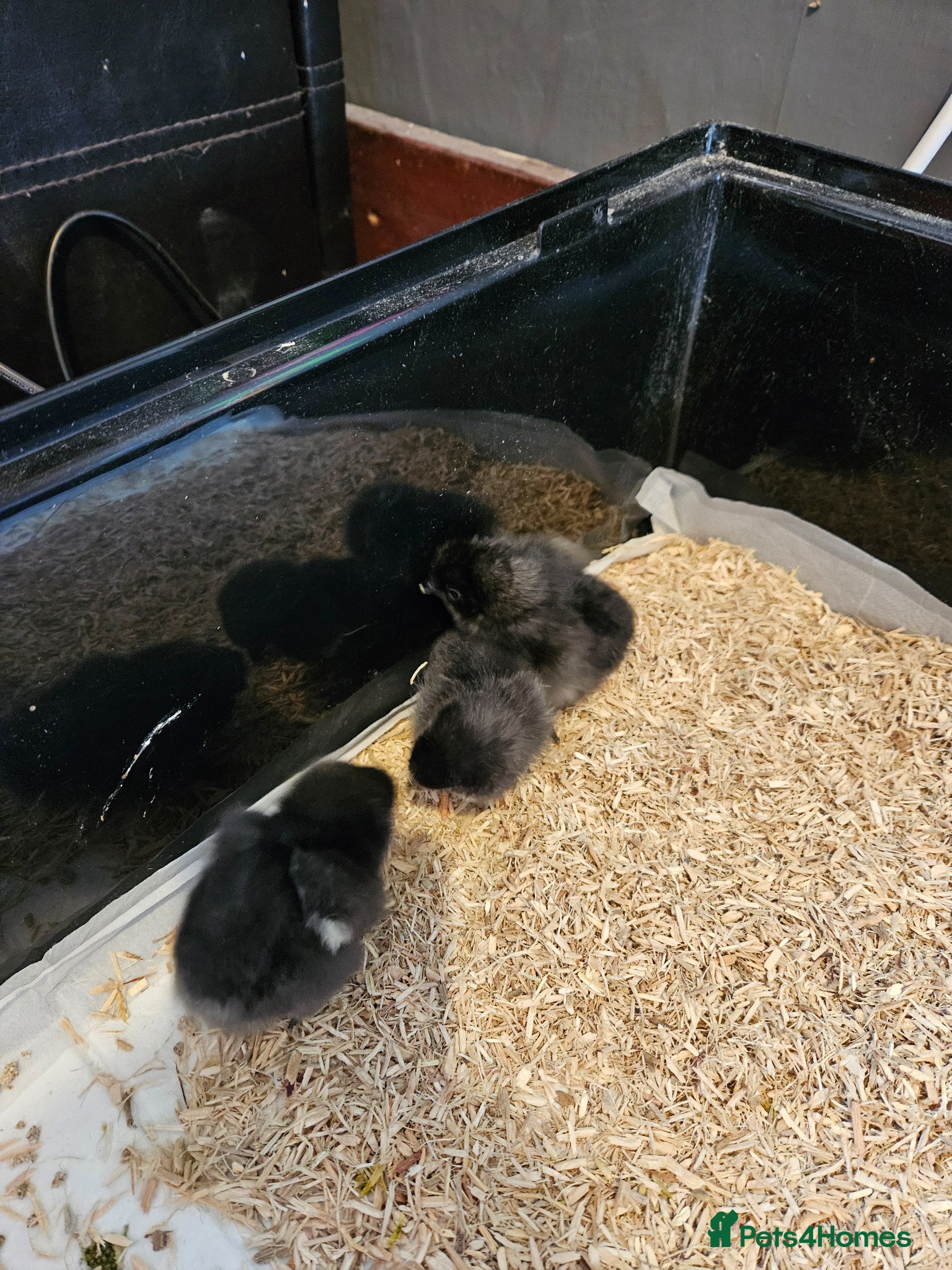 Chickens poultry Pekin/ tuftie chick's  - Advert 1