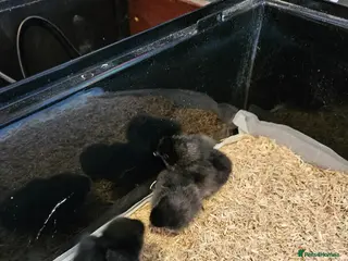 Chickens poultry Pekin/ tuftie chick's - Advert 1