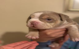 American Bully dogs for sale: Beautiful litter of pocket bullies  - Image 3